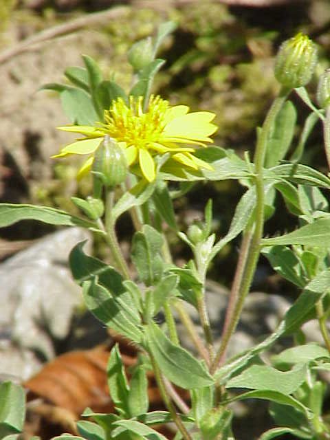 Heterotheca villosa (Hairy Gold Aster) (alternate view 6)