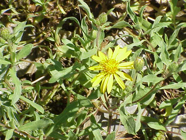 Heterotheca villosa (Hairy Gold Aster) (alternate view 7)
