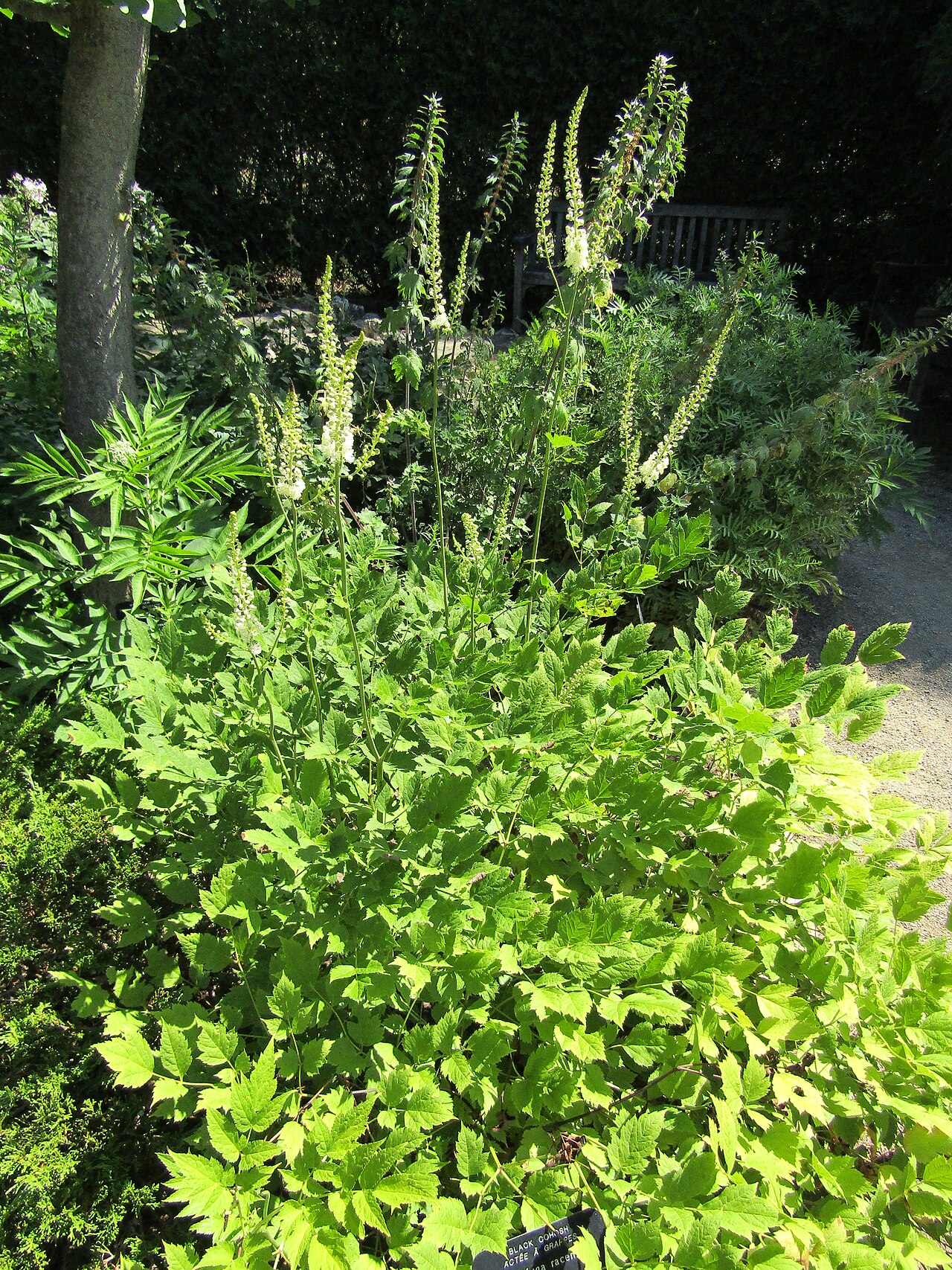 Cimicifuga racemosa (black bugbane)