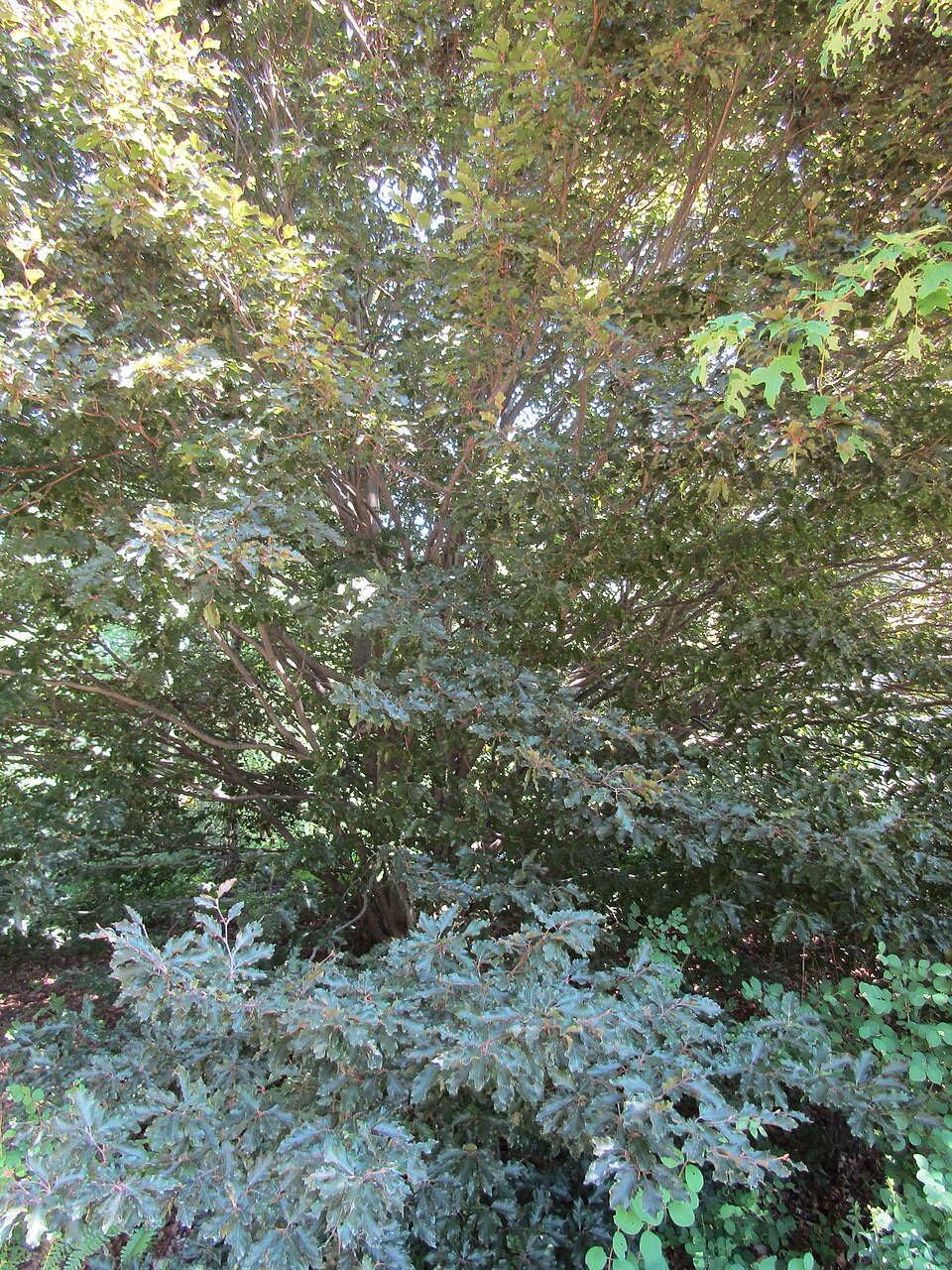 Fagus sylvatica 'Rohanii' (Rohan Purple Beech)