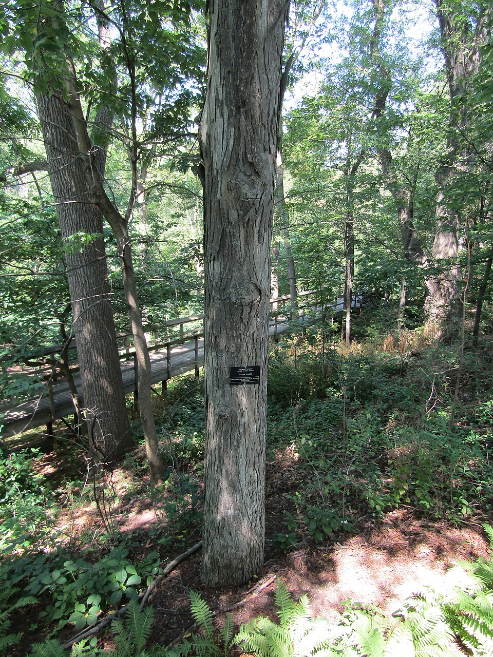 Carya ovata (shagbark hickory)