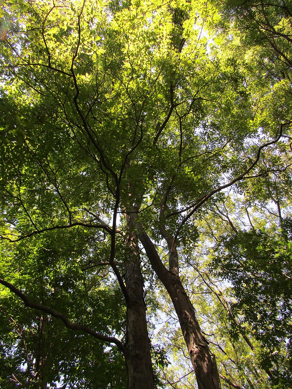 Carya ovata (shagbark hickory)
