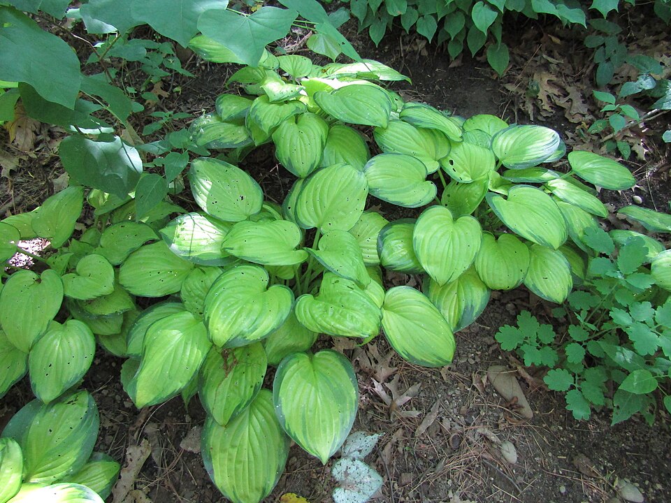 Hosta 'Stained Glass' (Stained Glass Hosta) (alternate view 2)