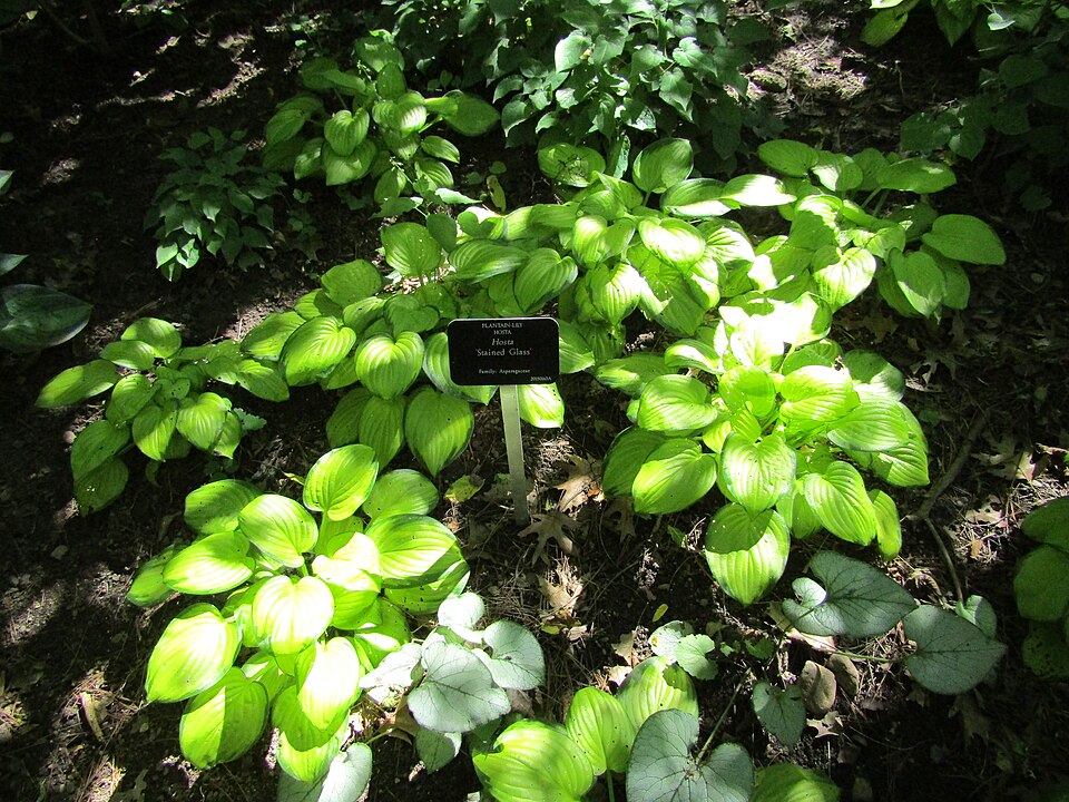 Hosta 'Stained Glass' (Stained Glass Hosta) (alternate view 3)