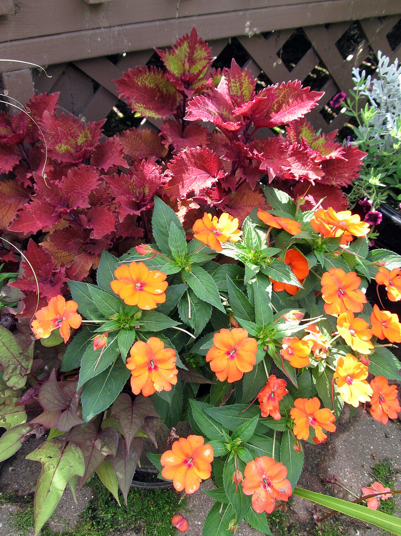 Ipomoea batatas, Sweet potato — trailing deciduous (Convolvulaceae) (image 9 of 9)