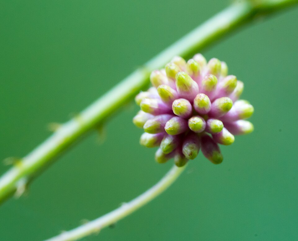 Mimosa quadrivalvis (Fourvalve Mimosa) (alternate view 7)