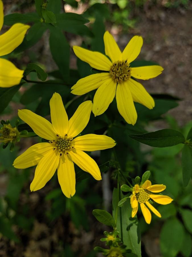 Coreopsis major (Greater Tickseed) (alternate view 8)