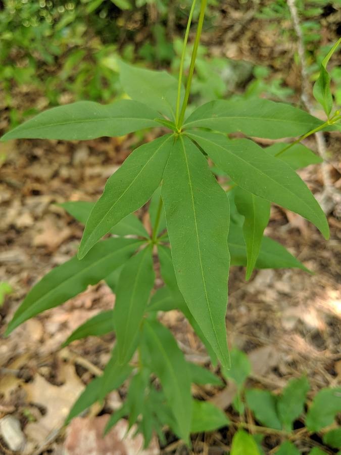 Coreopsis major (Greater Tickseed) (alternate view 9)