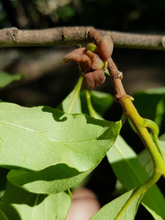 Asimina parviflora (Small-Flower Pawpaw) (alternate view 2)