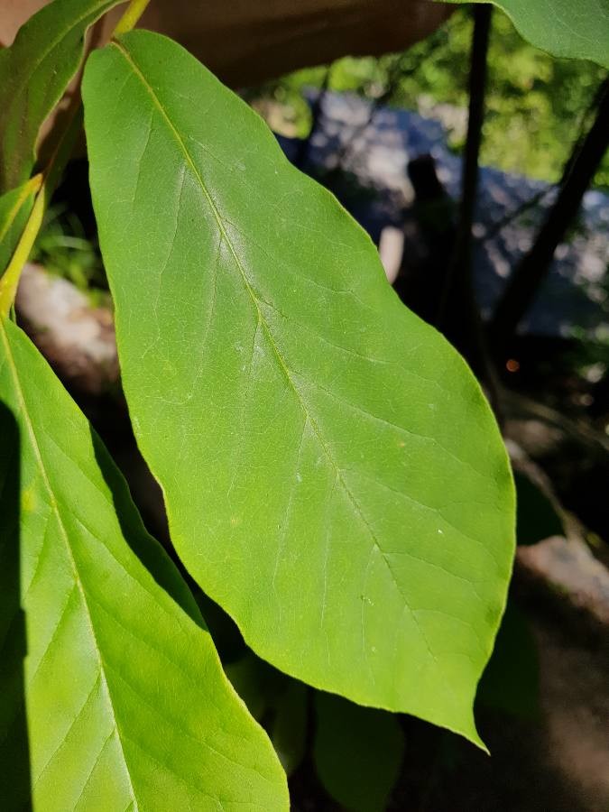 Asimina parviflora (Small-Flower Pawpaw) (alternate view 3)