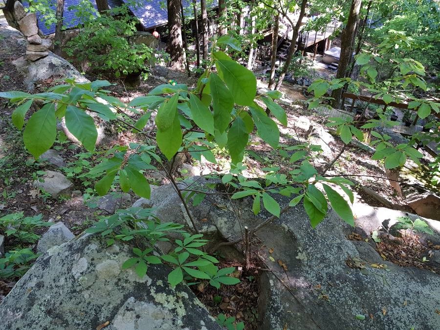 Asimina parviflora (Small-Flower Pawpaw) (alternate view 4)