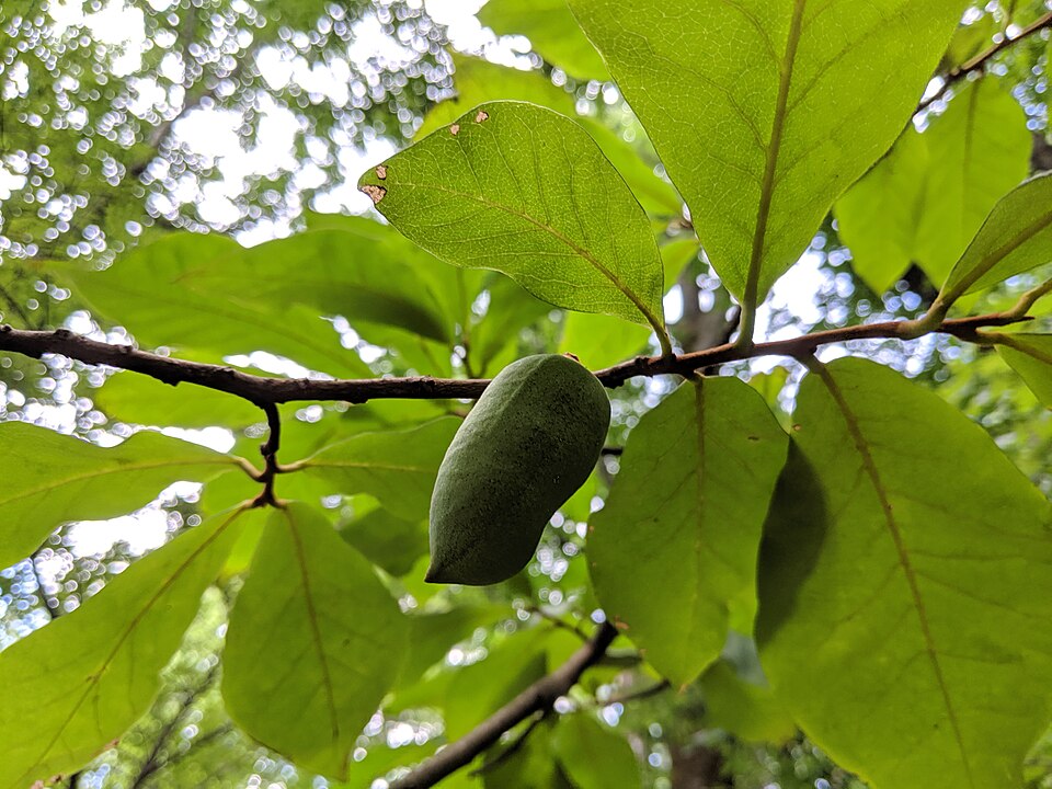 Asimina parviflora (Small-Flower Pawpaw) (alternate view 5)