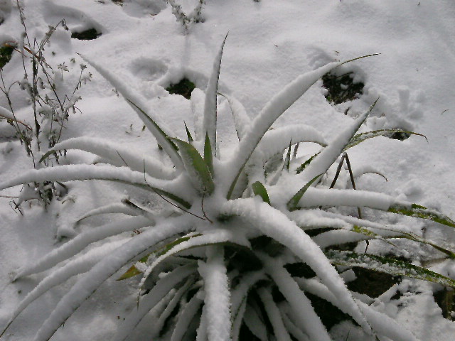 Ananas