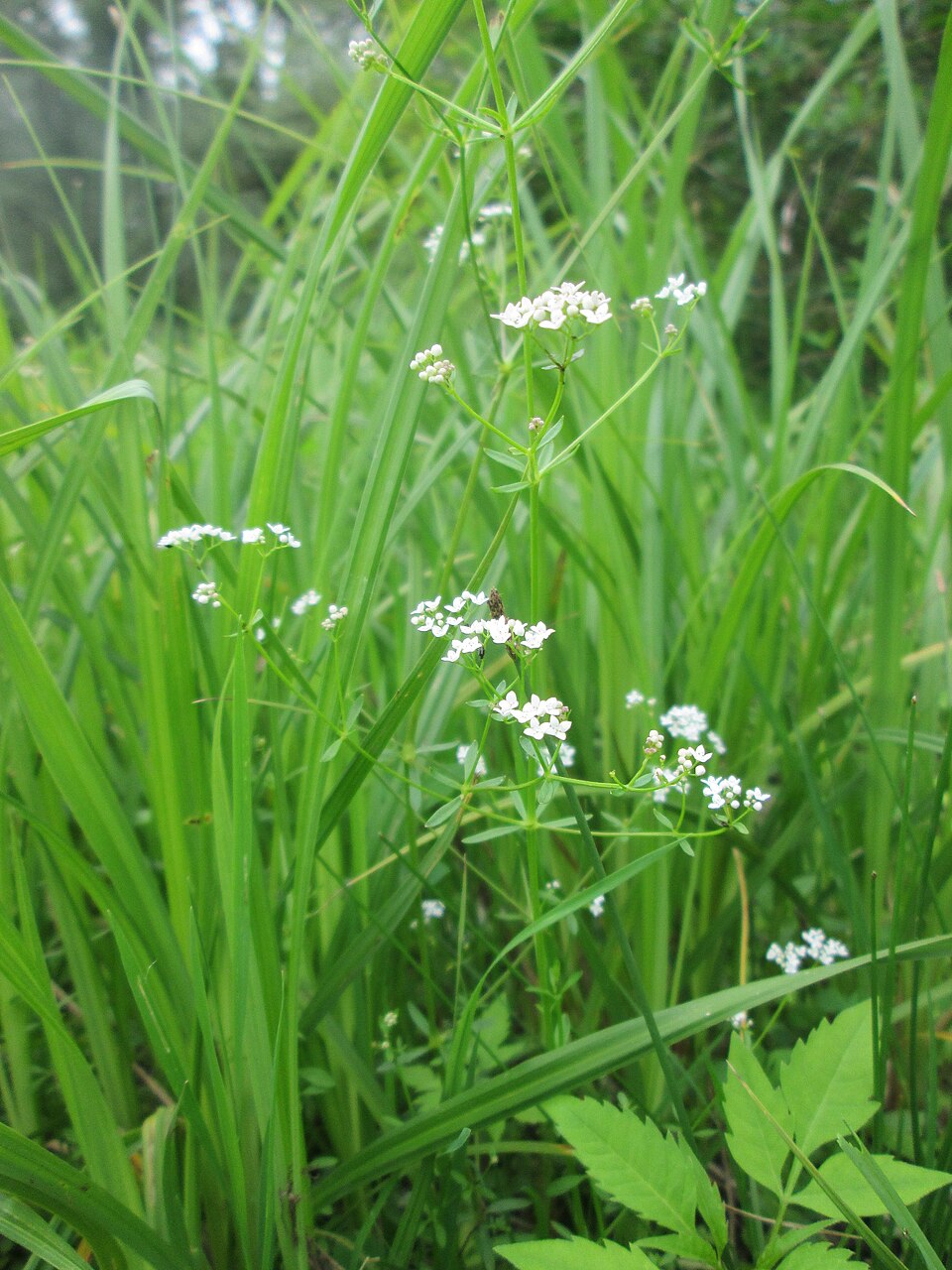 Galium palustre (Common Marsh-bedstraw)