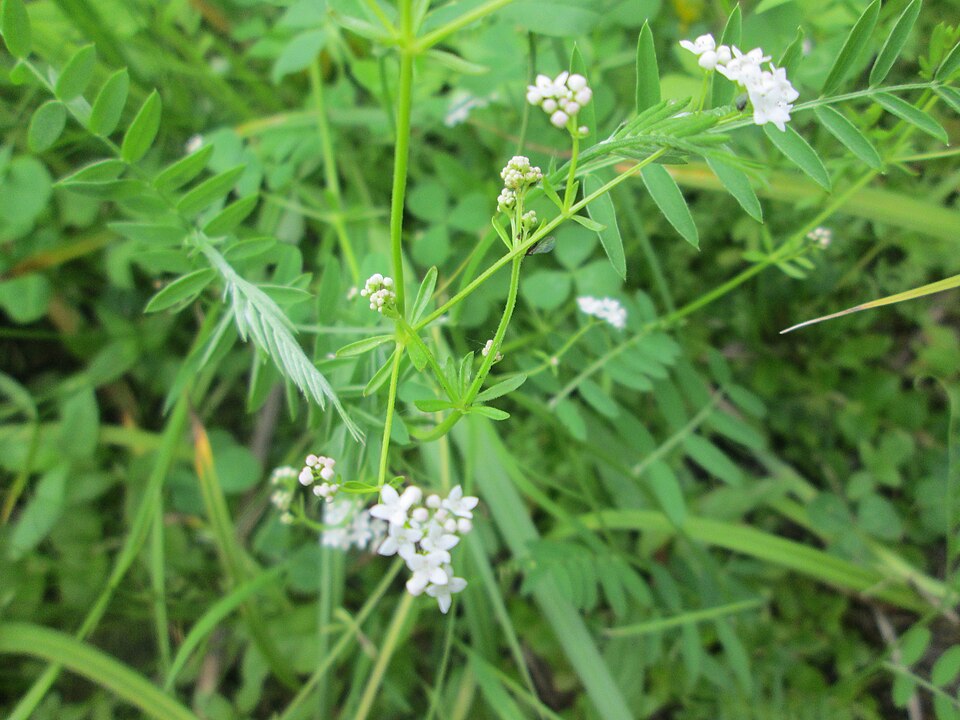 Galium palustre (Common Marsh-bedstraw)