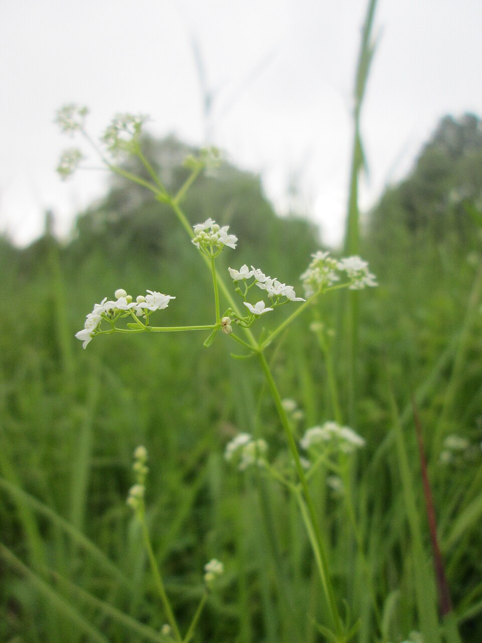 Galium palustre (Common Marsh-bedstraw)