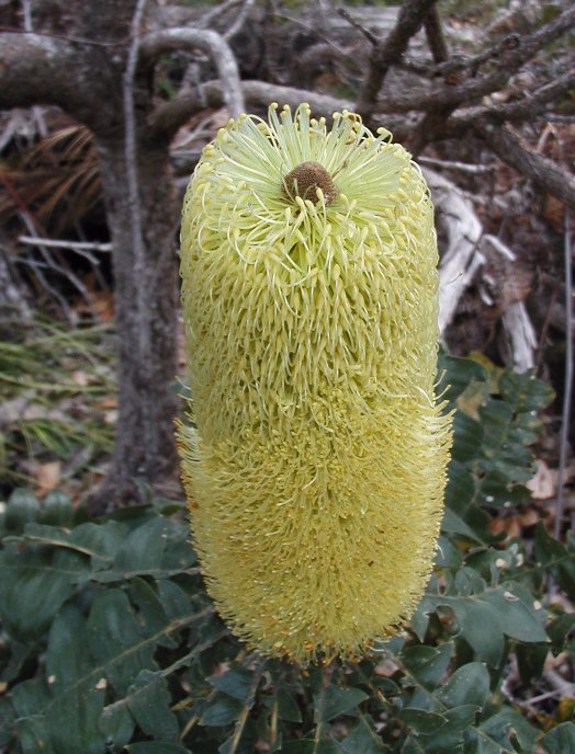 Banksia grandis (Giant Banksia)