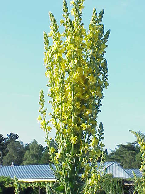 Verbascum olympicum (Olympic mullein) (alternate view 6)