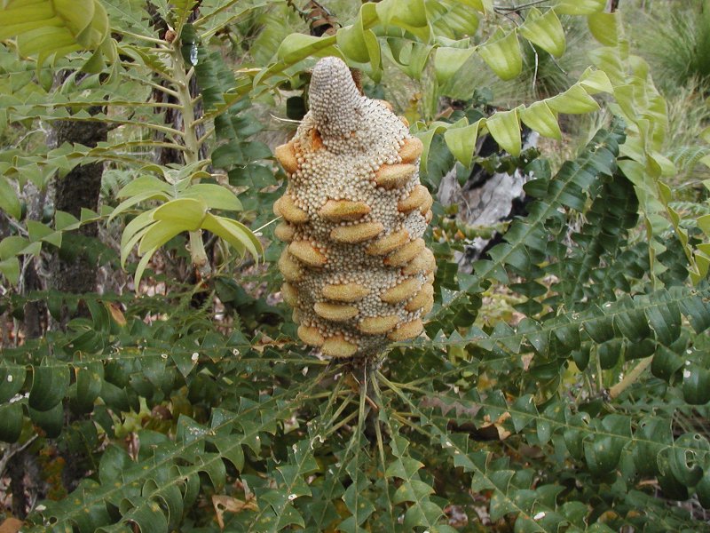 Banksia grandis (Giant Banksia) (alternate view 2)