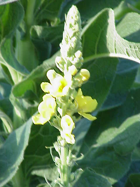 Verbascum olympicum (Olympic mullein) (alternate view 7)