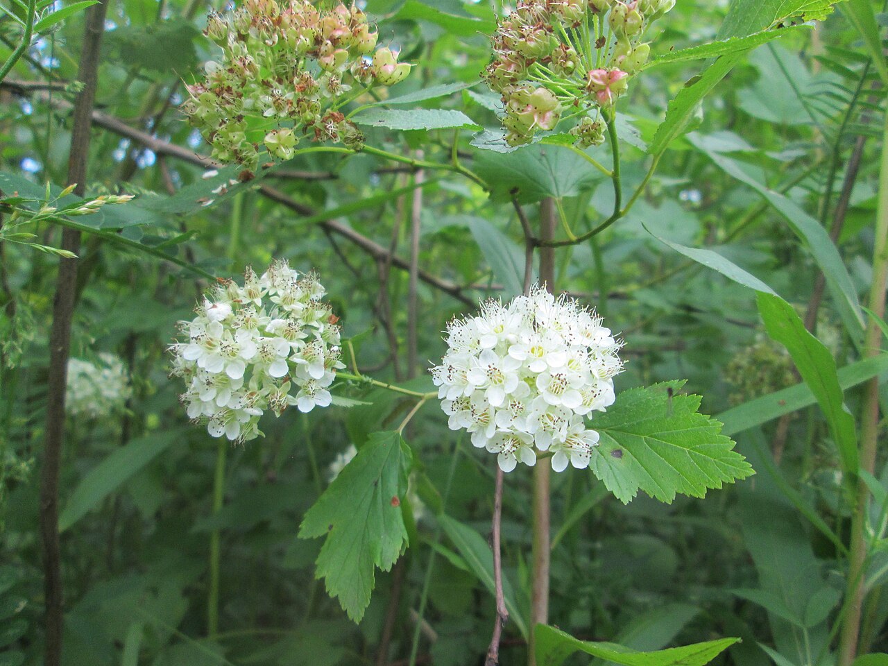 Physocarpus opulifolius, Common ninebark — spreading deciduous (Rosaceae) (image 7 of 10)