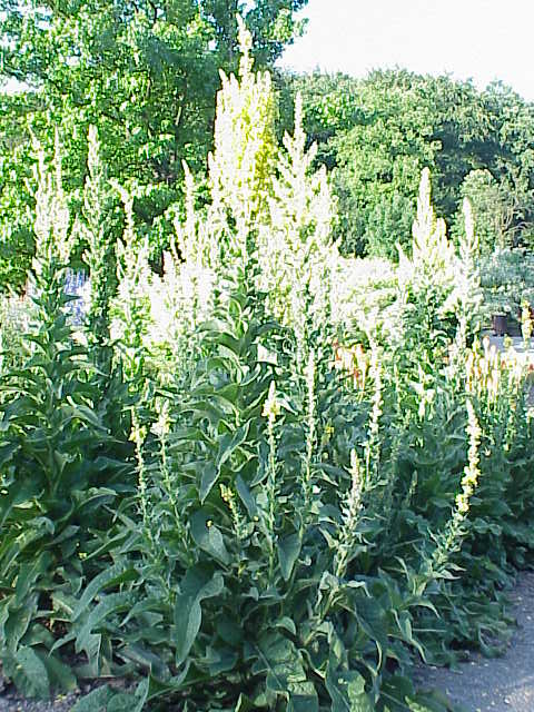 Verbascum olympicum (Olympic mullein) (alternate view 8)