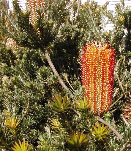 Banksia ericifolia (Heath-leaved banksia)