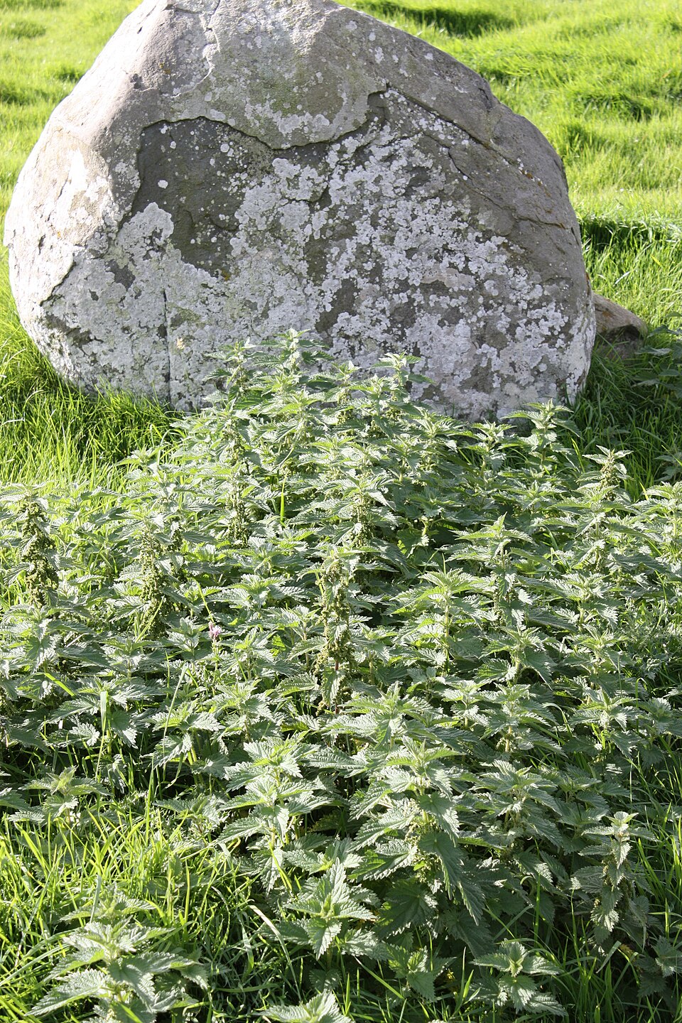 Urtica dioica (stinging nettle) (alternate view 9)