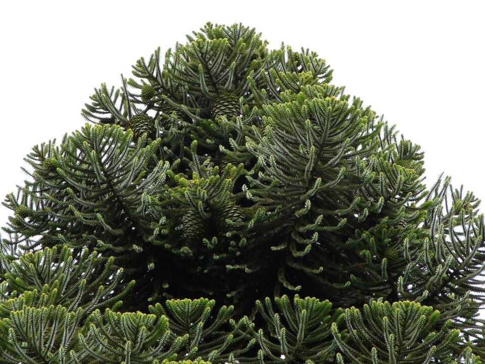 Araucaria bidwillii (Bunya Pine) (alternate view 8)