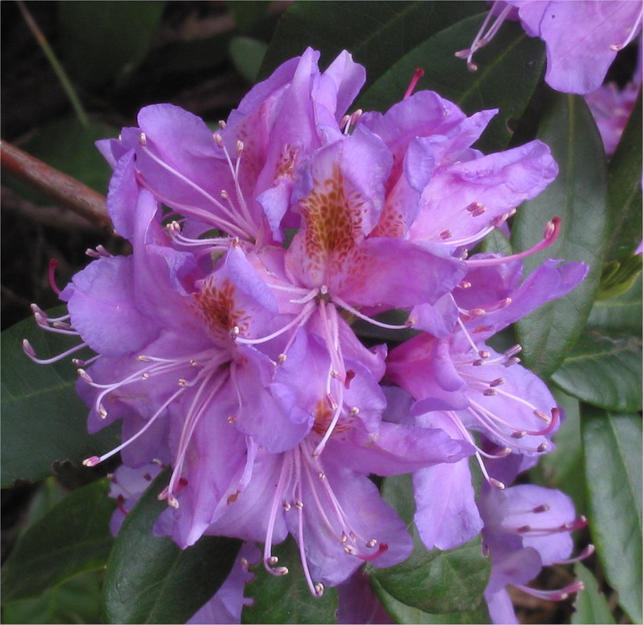 Rhododendron ponticum (Common Rhododendron) (alternate view 8)