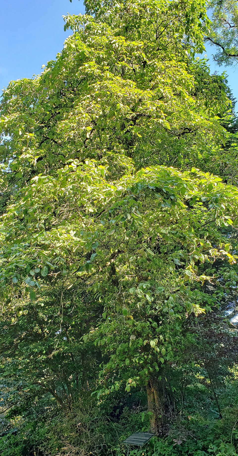 Cornus 'Eddie's White Wonder' (Eddie's White Wonder) (alternate view 3)