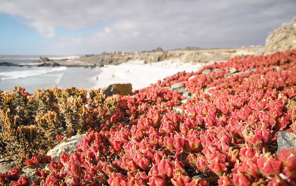 Mesembryanthemum (ice plants) (alternate view 3)