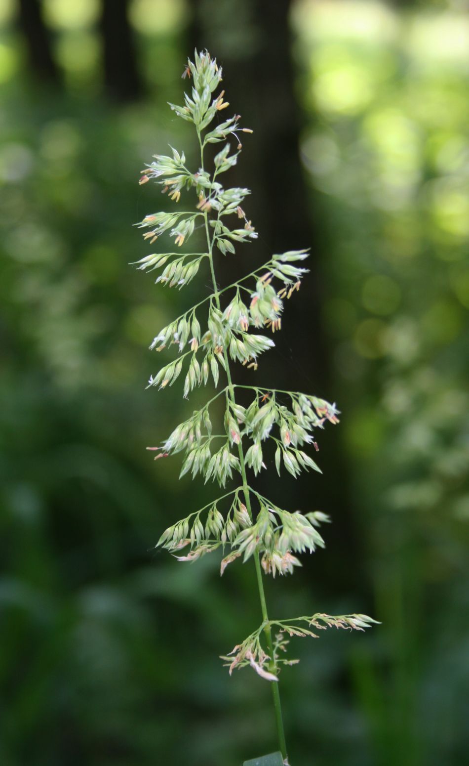 Phalaris arundinacea (reed canary grass)