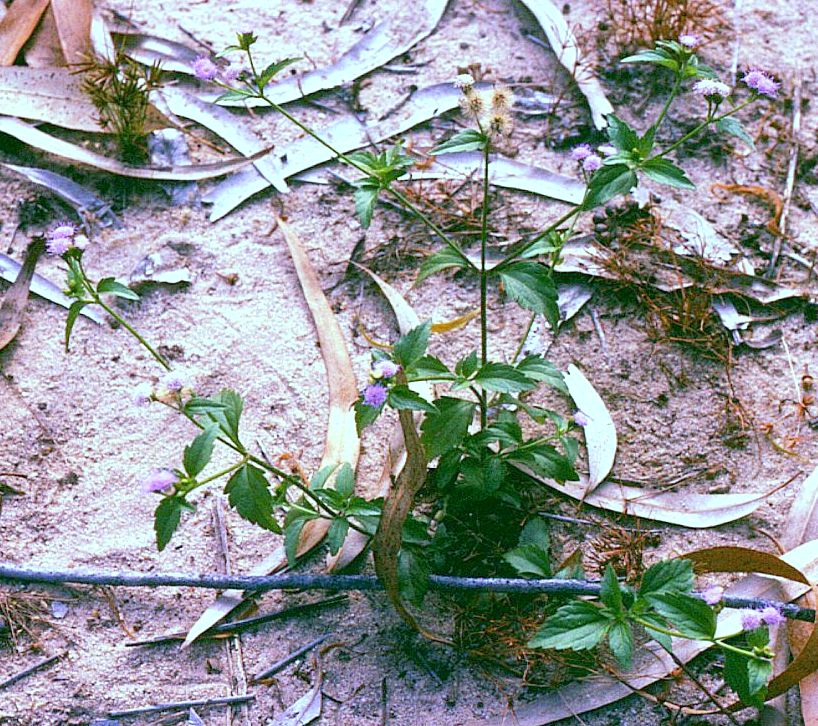 Praxelis clematidea (pussyfoot) (alternate view 6)