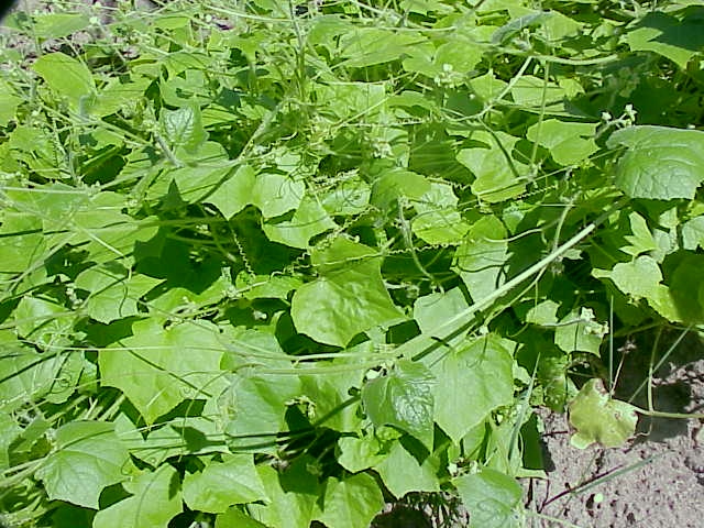 Sicyos angulatus (Oneseed Bur Cucumber) (alternate view 6)