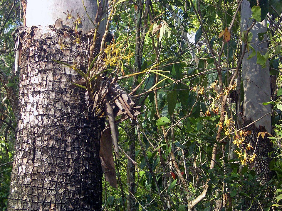 Corymbia tessellaris (Carbeen) (alternate view 2)