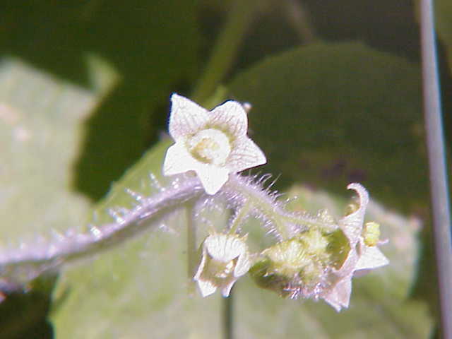 Sicyos angulatus (Oneseed Bur Cucumber) (alternate view 7)