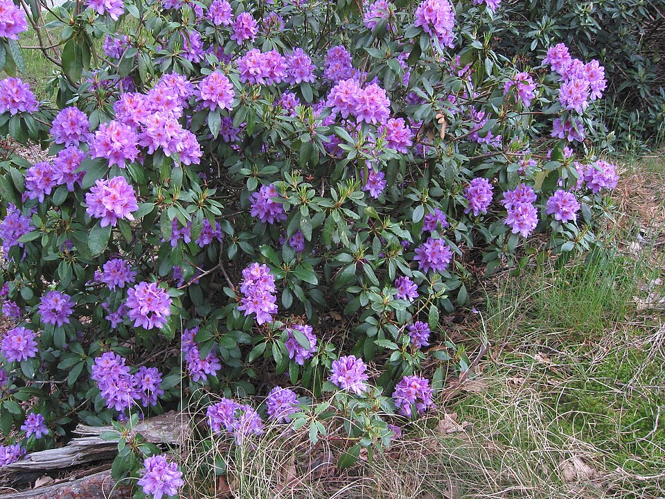 Rhododendron ponticum (Common Rhododendron) (alternate view 9)
