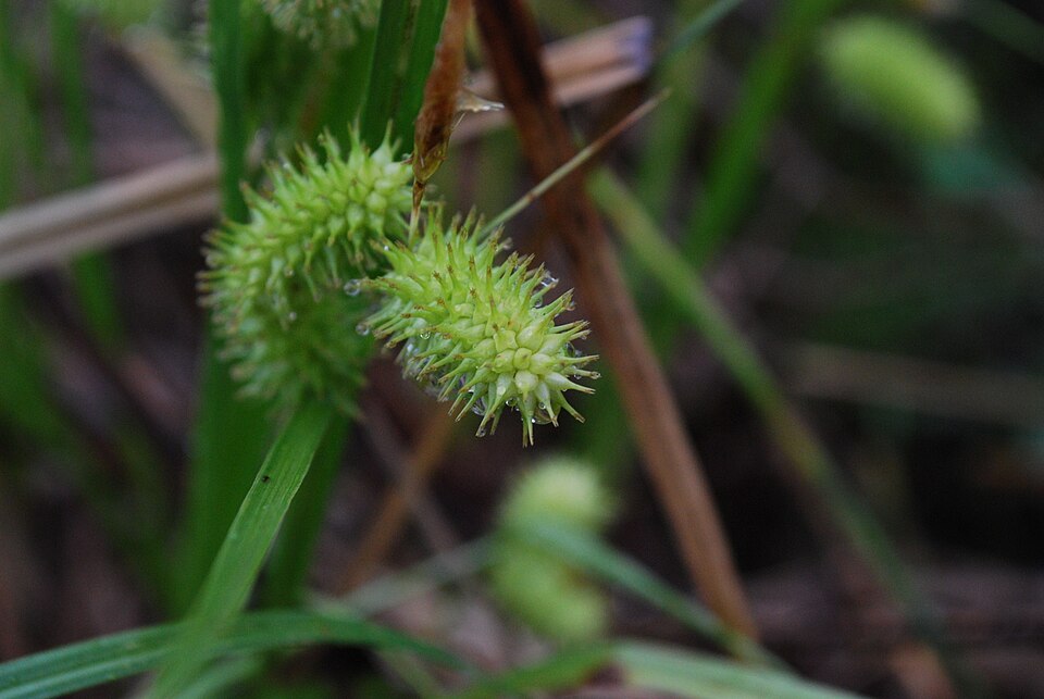 Carex lurida (sallow sedge) (alternate view 9)