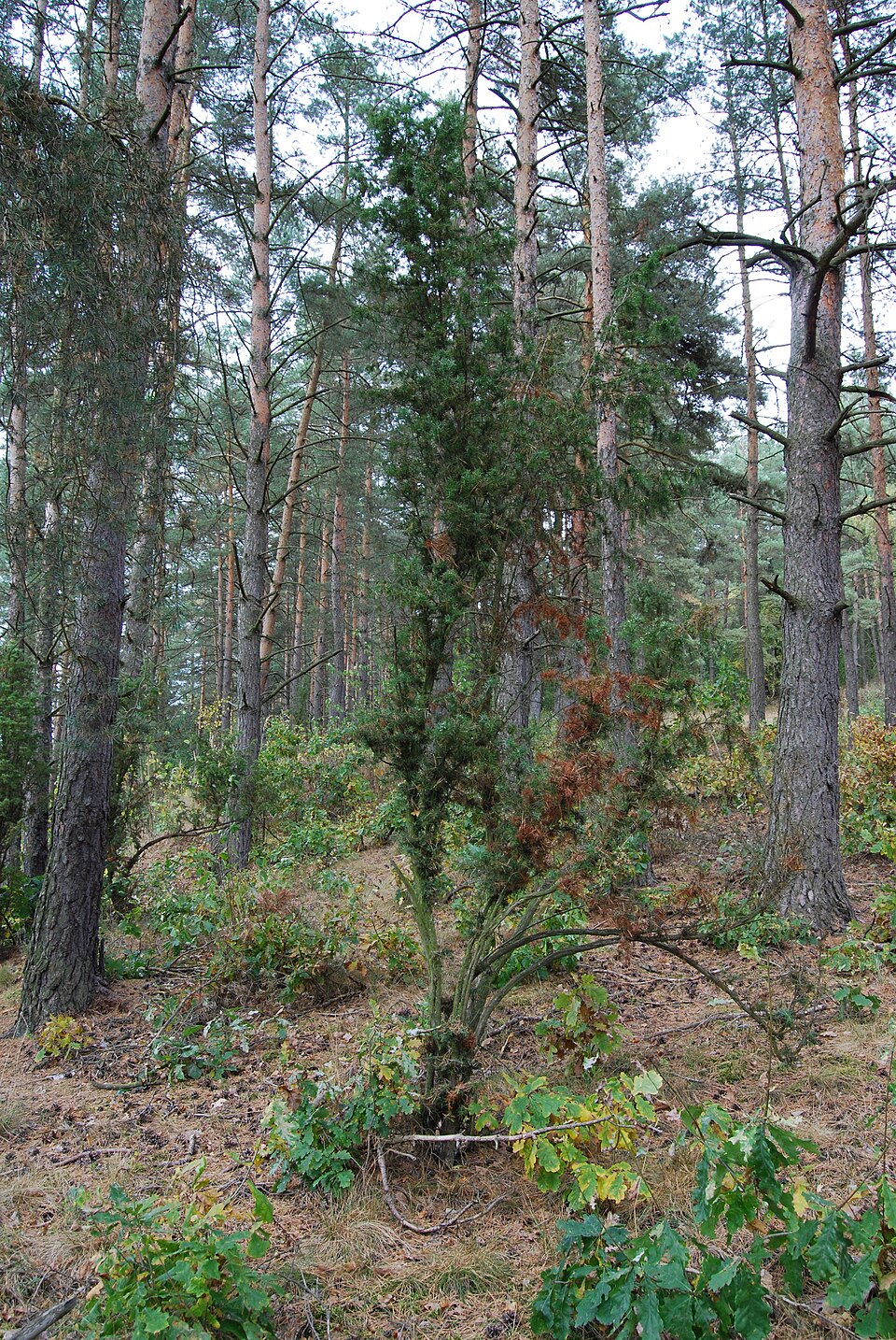 Juniperus communis (common juniper)