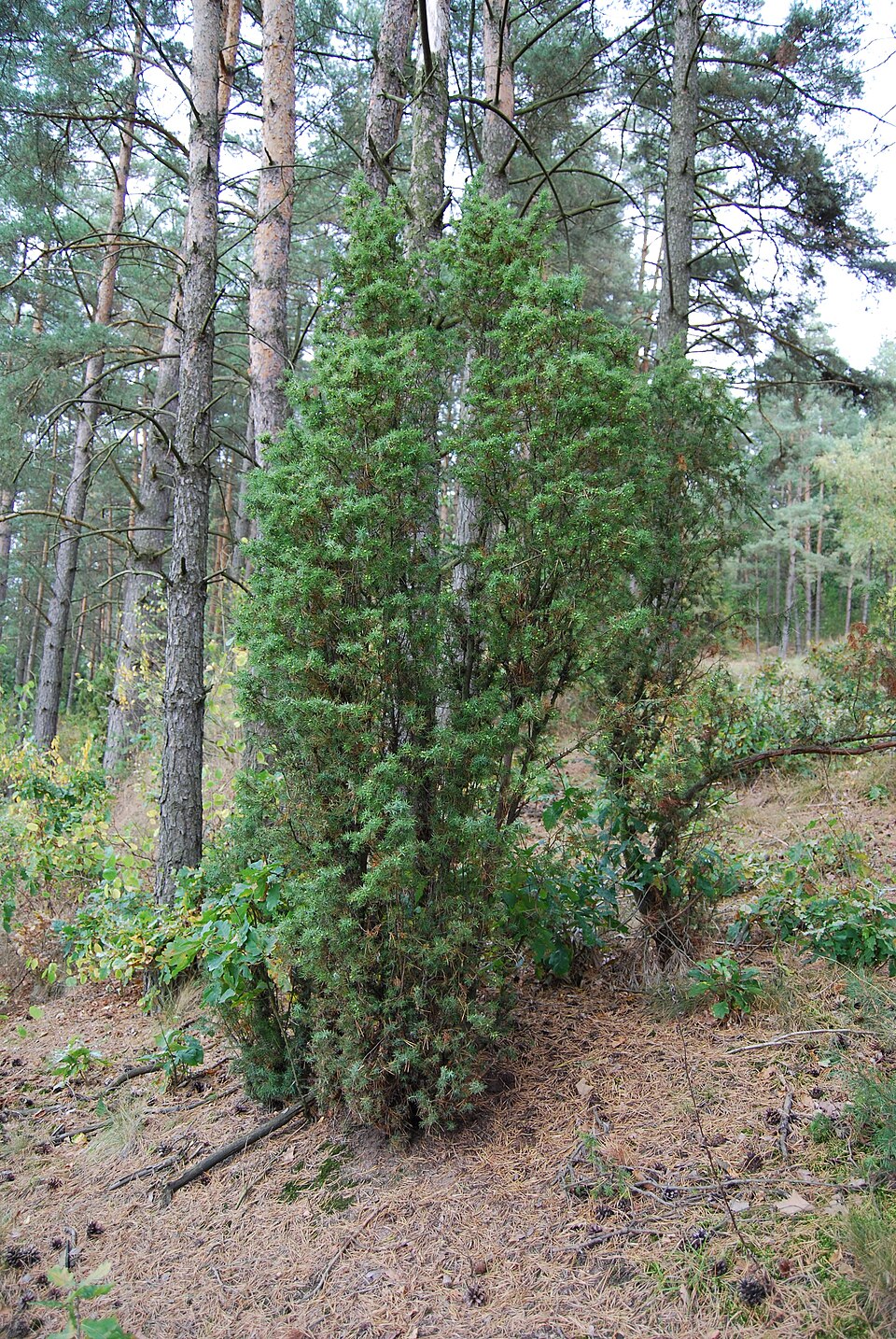 Juniperus communis (common juniper)