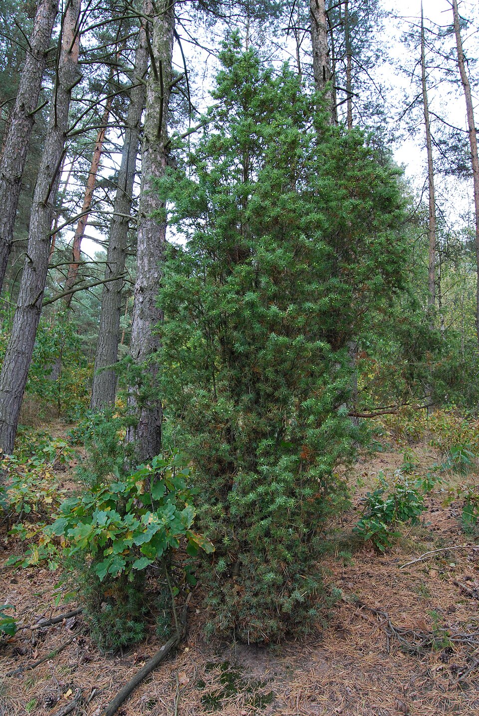 Juniperus communis (common juniper)