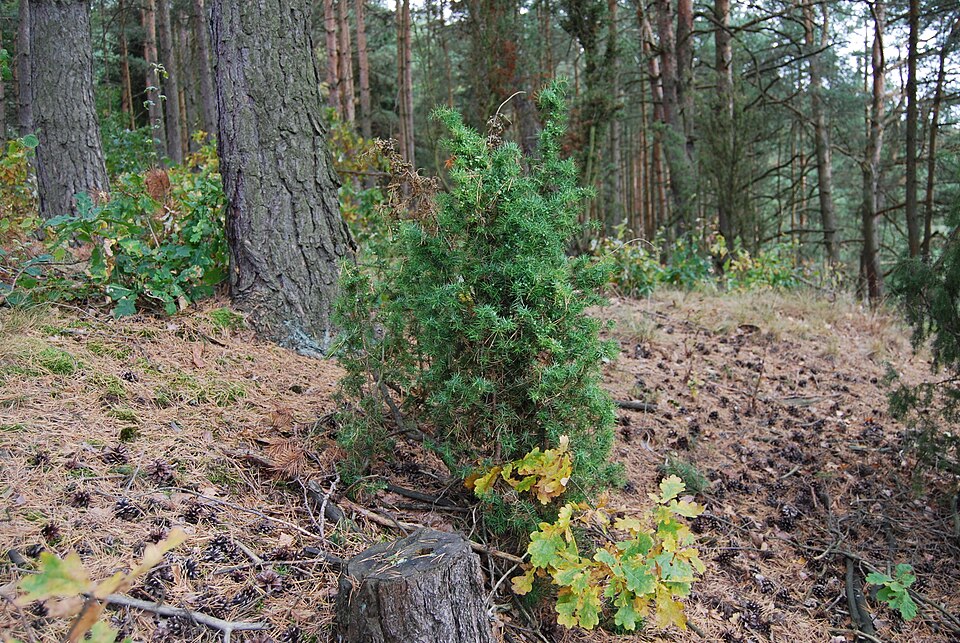 Juniperus communis (common juniper)