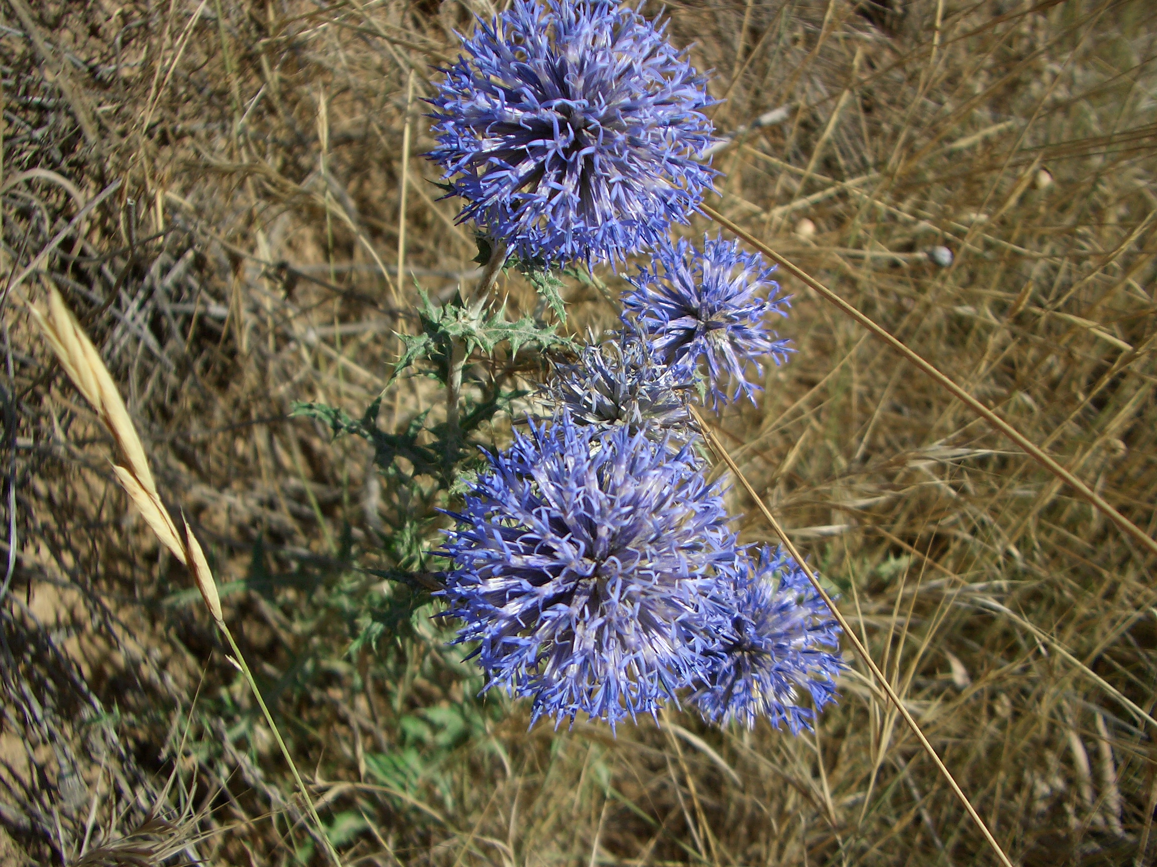 Echinops ritro, Globe thistle — upright deciduous (Asteraceae) (image 4 of 10)