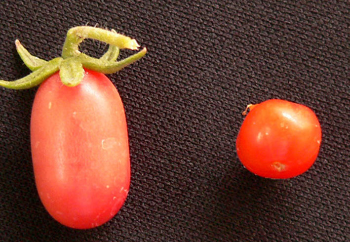 Columnea (Columnea)