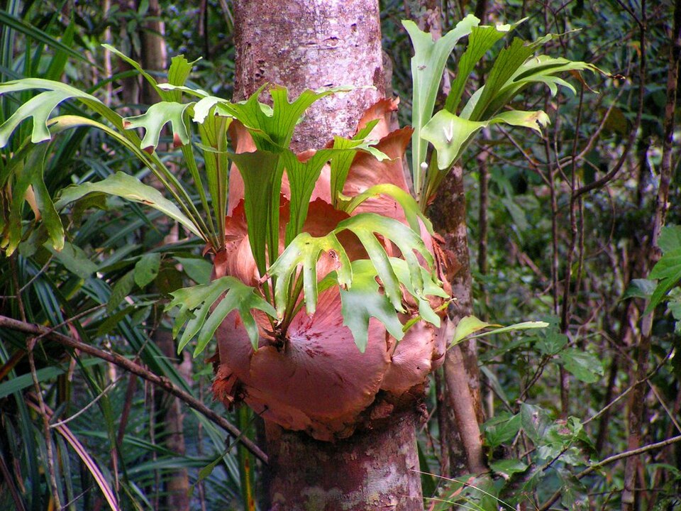 Platycerium bifurcatum (Staghorn Fern) (alternate view 6)