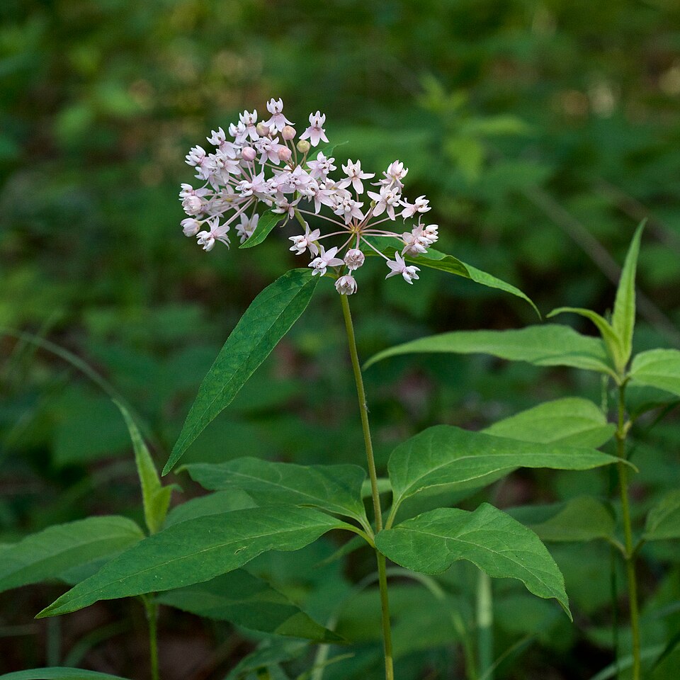 Asclepias quadrifolia (four-leaved milkweed) (alternate view 3)