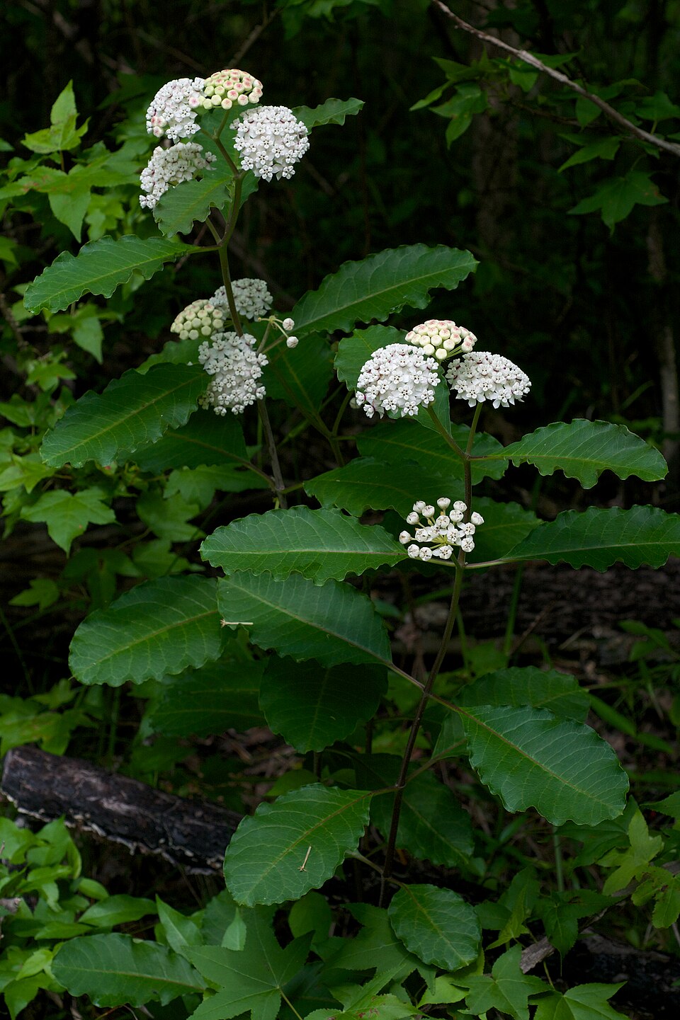 Asclepias variegata (redring milkweed) (alternate view 8)