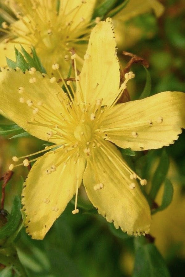 Hypericum (St. John's worts) (alternate view 13)