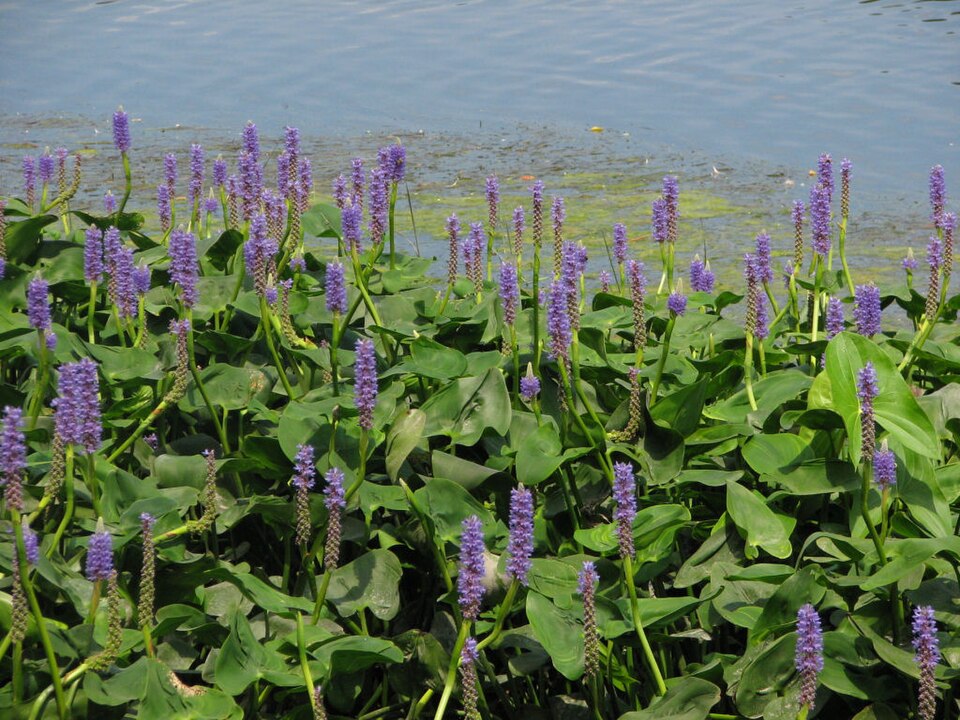 Pontederia cordata (pickerelweed)